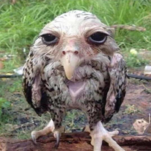 wet owl