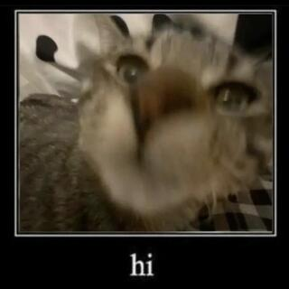 cat hi