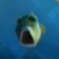 surprised fish